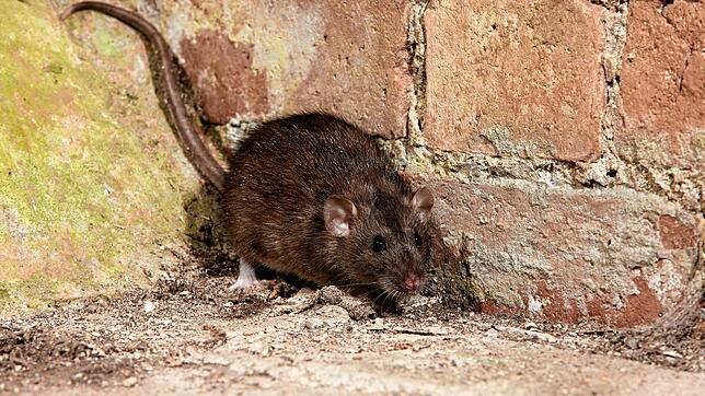 Eine Ratte sucht in einer Ecke Deckung. In Haslach werden Ratten derzeit in der Königsberger- und Breslauer Straße bekämpft. Von einem ...