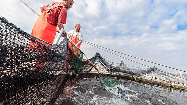Zwei Fischzüchter fangen auf der Kieler Förde Lachsforellen aus schwimmenden Aufzuchtkäfigen. Solche Netzgehege und die Felchenzucht ...