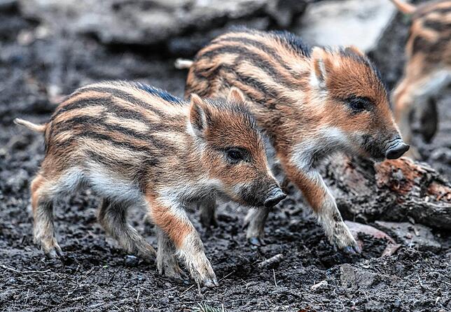 Zwei Frischlinge laufen im einem Wildgehege im Synchronschritt.