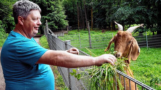 Futterfreuden im Waldshuter Wildgehege: Zu frischem Gras von saftigen Wiesen außerhalb des Geheges sagt diese Zwergziege nicht nein und ...