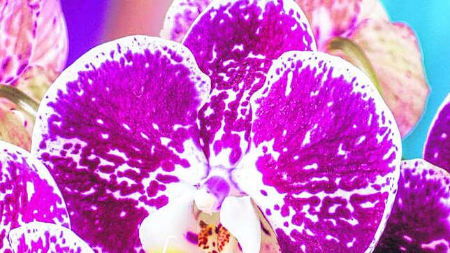 Orchidee.