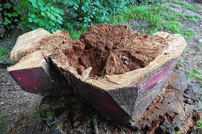 Nicht mehr zu reparieren war die Skulptur &bdquo;Die Rote&ldquo;, Innerlich war das Zedernholz verfault und die drei Meter hohe Figur ...