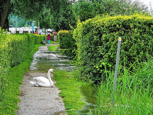 Die Schwäne beim Waldshuter Campingplatz freut&lsquo;s. Ihr Lebensraum hat sich durch das Hochwasser vergrößert.