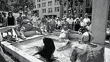 Seelöwe Adolf aus dem &bdquo;Connyland&ldquo; badete Ende Juli 1990, kurz nach Eröffnung des Brunnens, ebenfalls eine halbe Stunde im ...