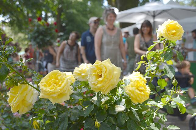 Impressionen von der Diga-Gartenmesse rund ums Schloss Beuggen.