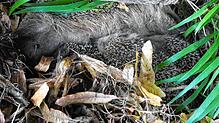 Trotz ihrer Stacheln kuscheln die Igel-Jungen zusammen im Nest.
