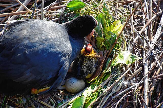 Bild 3: So süß! Die Küken der Blässhühner im Hafen von Bodman schlüpfen