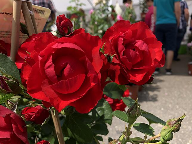 Bild 5: Die schönsten Rosen aus dem Rosendorf Nöggenschwiel