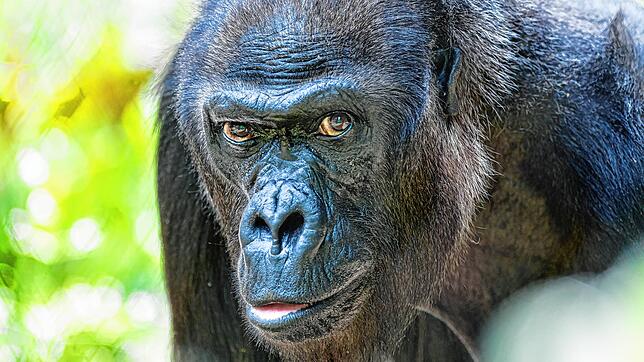 Gorilla Quarta ist mit 52 Jahren im Zoo Basel gestorben.
