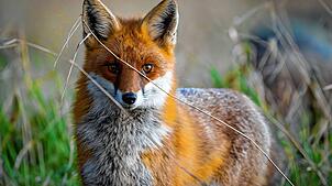 Ein Rotfuchs wie dieser (Symbolbild) macht derzeit Möggingen unsicher. Neben einer Vertreibung des Tieres steht auch dessen Tötung im Raum.