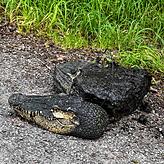 Die täuschend echte Attrappe eines Krokodilkopfs war an einem Stein befestigt.