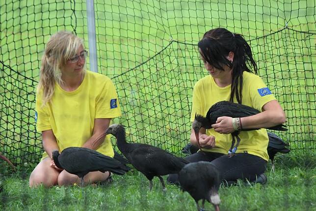 Anne-Gabriela Schmalstieg (links) und Corinna Esterer vom Waldrappteam bei der Aufzucht und Auswilderung von Waldrappen in Überlingen. ...