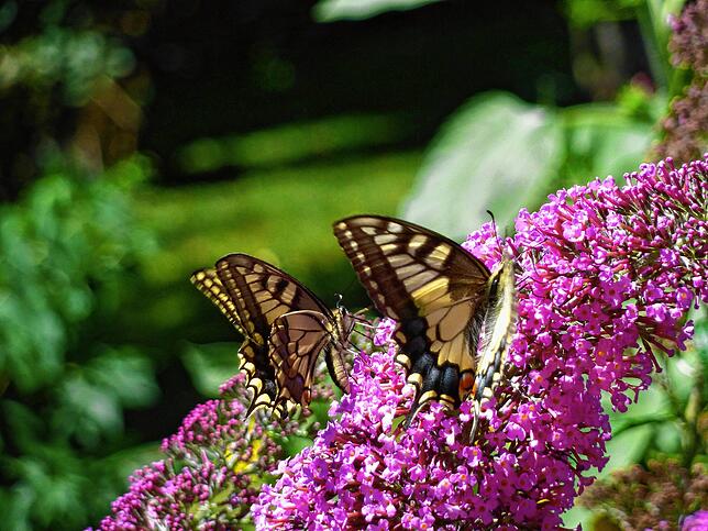 Zwei Schwalbenschwänze auf Sommerflieder tummeln sich im Garten.
