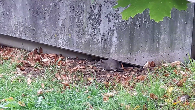 Bild : Wie im Paradies: Furchtlose Ratten fühlen sich am Villinger Brigachufer tierisch wohl &ndash; Mit Video