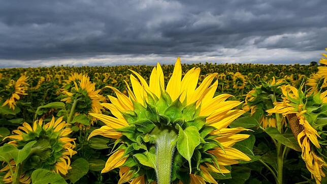 Wenn dunkle Regenwolken aufziehen, bekommen Sonnenblumen weniger Energie.