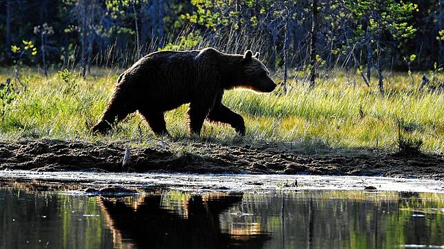 Ein Braunbär geht an einem Ufer entlang (Symbolbild). In Norditalien ist ein Tourist von einem Bären angegriffen und verletzt worden.