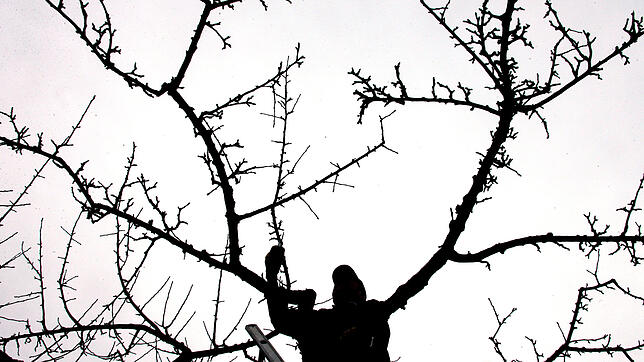 Ein Mann schneidet die Äste an einem Apfelbaum zurück.