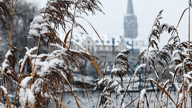Erster Schnee des Winters am Radolfzeller Seeufer.