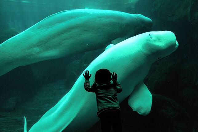 Ein Kind bestaunt zwei Beluga-Wale in einem Aquarium. Zoos nehmen für sich in Anspruch, jungen Besuchern Wissen über das Artensterben zu ...