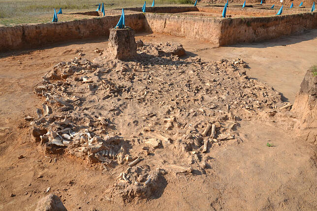 Von Archäologen in der Steppe freigelegte Botai-Pferd-Knochen. Bild: Alan Outram