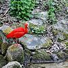 An der Töbelestraße in Meersburg sitzt am Samstagabend vor Ostern ein Roter Ibis auf einem Stein. Auch andernorts wird der Vogel ...