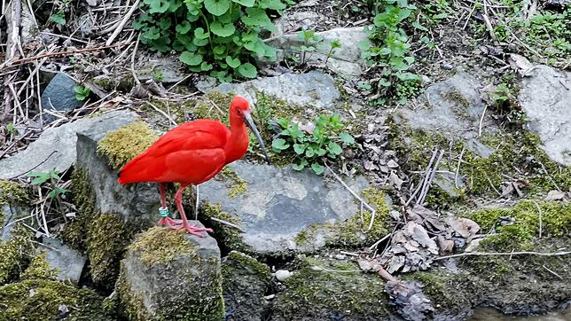 An der Töbelestraße in Meersburg sitzt am Samstagabend vor Ostern ein Roter Ibis auf einem Stein. Auch andernorts wird der Vogel ...