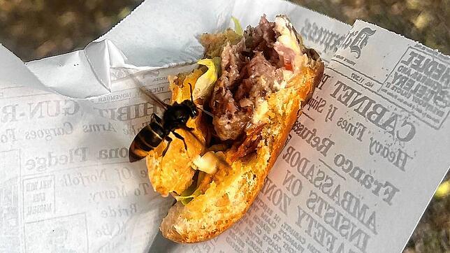 Die Asiatische Hornisse interessiert sich für das Fleisch aus der Rhybar Buvette im Rheinfelder Stadtpark.