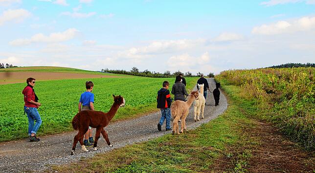 Bild 8: Auf Wanderschaft mit Alpakas: Warum die flauschigen Tiere vom Alpakaparadies Lellwangen gefragter sind denn je