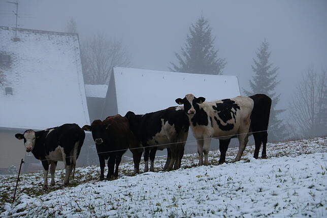 Gruppenfoto im Schnee: Diesen Kühen scheint das winterliche Wetter nichts auszumachen.