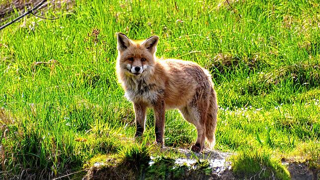 Der Fuchs gehört zu den Wildtieren, der auch bei uns schon länger in Siedlungsgebieten nach Nahrung sucht.