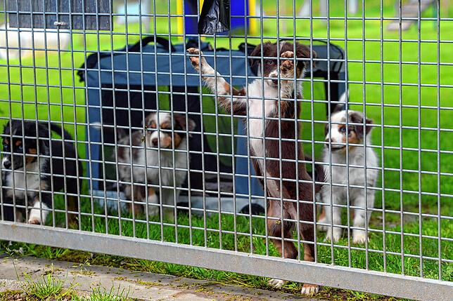 Auch Bellas Welpen &ndash; hier vier der sieben &ndash; können sie schon etwas lernen: nämlich, dass Menschen, Wasser und andere Hunde ...
