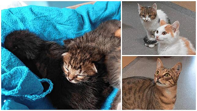Von ganz jungen Katzenkindern bis hin zu ausgewachsenen Katzen: Das Tierheim Donaueschingen ist voll.