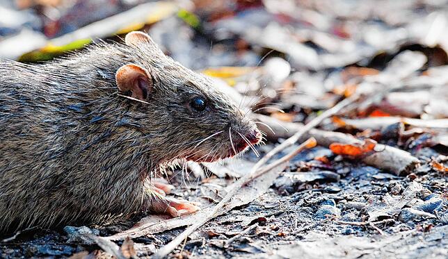 Das Aufstellen von Futter oder verarbeitete Lebensmittel auf dem Kompost können Ratten anlocken.