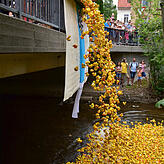 Mit einem großen Platsch stürzen die 6400 knallgelben Plastikenten von der Brigachbrücke beim Inselparkhaus in die Brigach. Und schwimen ...