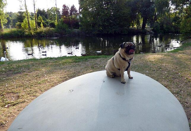 Mops Chico
