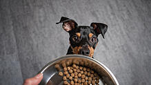 Hundefutter mit den richtigen Inhaltsstoffen muss nicht zwangsläufig teuer sein: Das ist eines der Ergebnisse einer Stiftung ...