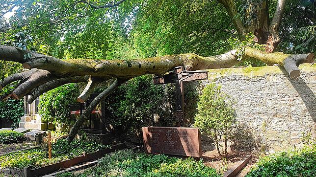 Der schwere Ast, der aus der Blutbuche herausbrach, hatte selber Dimensionen eines Baumes. Er krachte auf die Friedhofsmauer, wodurch ...
