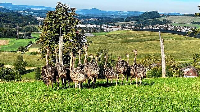 Die 13 Straußenküken der Hegau-Bodensee Farm in Stockach. Nach dem Brand in ihrem Stall mussten die Tiere nun umziehen.