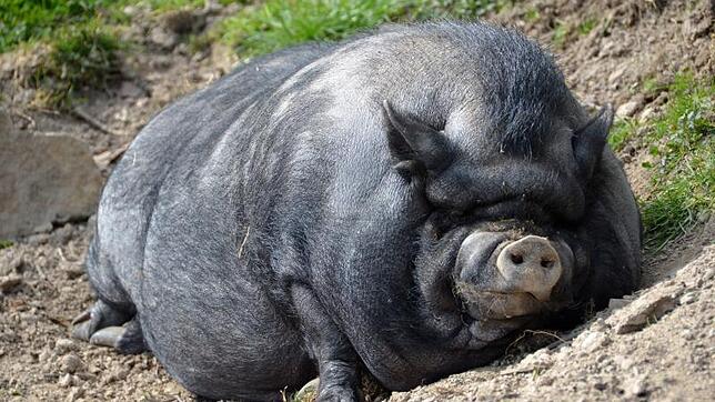 Emma, ein in Weil entlaufenes Hängebauchschwein, hielt die Polizei auf Trab und war wesentlich agiler, als der ruhige Zeitgenosse in ...