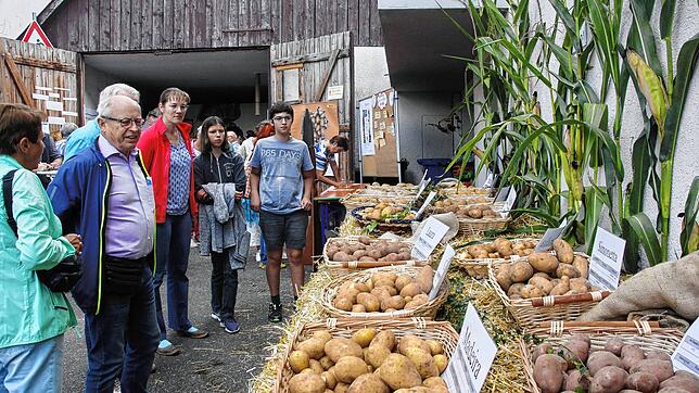 Kartoffeln, wohin das Auge blickt: In der Ausstellung des Landratsamts erfuhren die Besucher Wissenswertes über Sorten und den Anbau bis ...