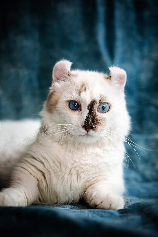 American Curl