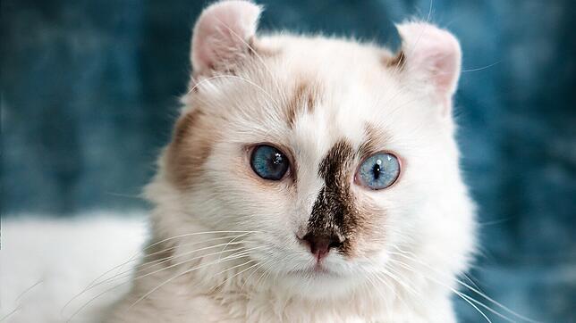 American Curl