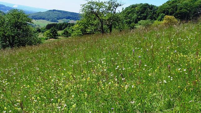Die Hege und Pflege einer einzigartigen Landschaft hat sich das neue Biosphärengebiet Schwarzwald zum Ziel gesetzt.