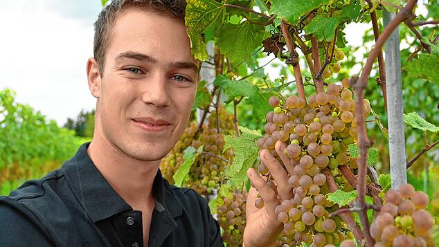Jungwinzer Felix Gomeringer mit seinen Trauben. Er setzt ausschließlich auf pilzwiderstandsfähige Sorten wie hier Sauvignac. Der ...