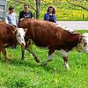 Kaum abwarten können es die Jungrinder von Ilona und Michael Werne aus Reiselfingen, auf die Jungviehweide zu laufen. Hier übernimmt ...
