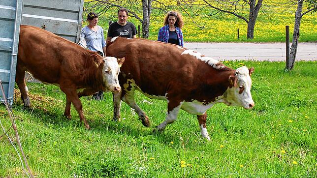 Kaum abwarten können es die Jungrinder von Ilona und Michael Werne aus Reiselfingen, auf die Jungviehweide zu laufen. Hier übernimmt ...