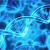 Die DNA, abgekürzt für Desoxyribonukleinsäure, ist bei allen Lebewesen die Trägerin der Erbinformation und somit die materielle Basis ...