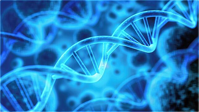 Die DNA, abgekürzt für Desoxyribonukleinsäure, ist bei allen Lebewesen die Trägerin der Erbinformation und somit die materielle Basis ...