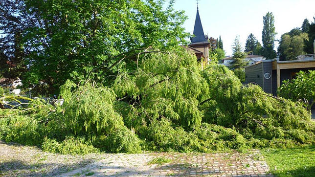 Der Mammutbaum stürzte auf den Weg im Saungarten und begrub einige leere Ruheliegen unter sich.