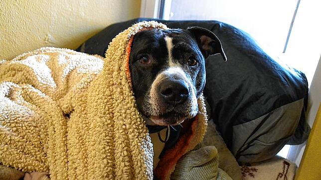 Wenn es an Silvester kracht, das hat kein Tier gerne. Auf dem Bild verkriecht sich Staffordshire Terrier Zeus in seiner Decke.
